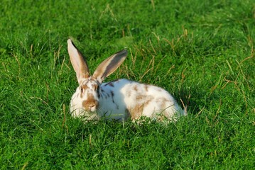rabbit
