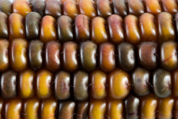 corn detail gamma