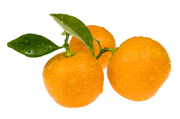 sweet orange fruit