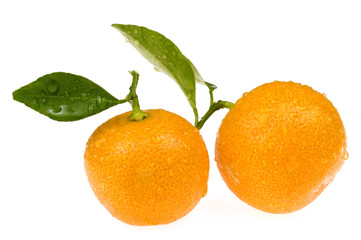 sweet fruits. calamondin