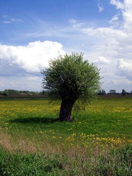 kopfweide