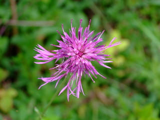 raven's rock flower