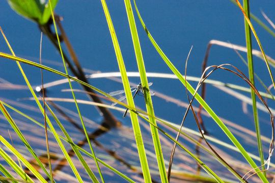 blaue libelle am wasser