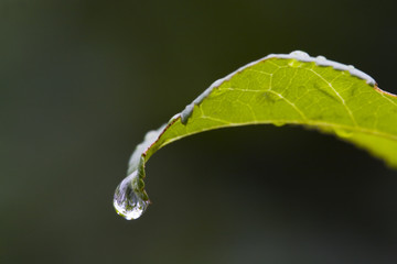 regentropfen im herbst