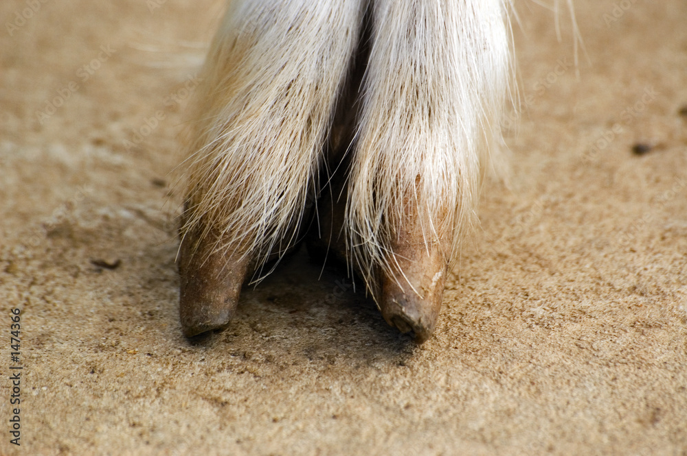 Wall mural goat hoof