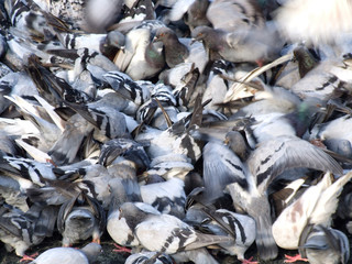 Fototapeta na wymiar crowding pigeons - multitude of birds
