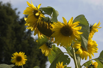 sonnenblumen