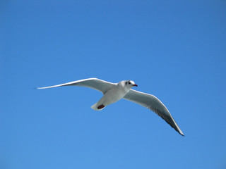 Obraz premium seagull