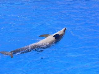 dolphin