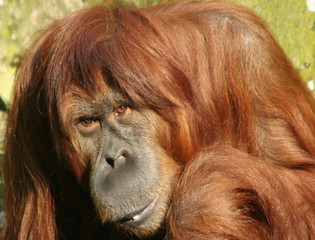 orang-utan