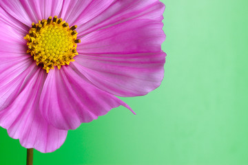 fleur rose et jaune