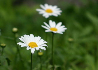 Obraz premium 3 daisies