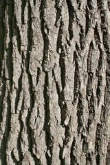 oak bark's texture vertically.