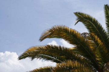 Fototapeta na wymiar palms change color too!