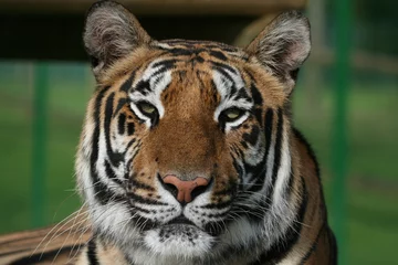 Crédence de cuisine en verre imprimé Tigre tiger