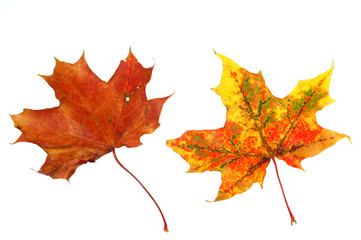 leaves #4