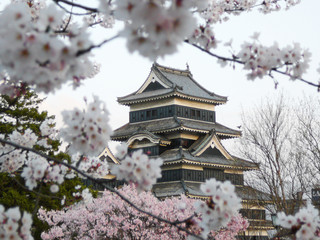 matsumoto castle during cherry blossom (sakura) - 1477305