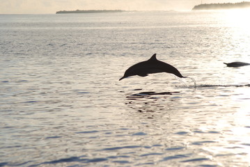 Fototapeta premium dolphin