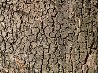 texture wood