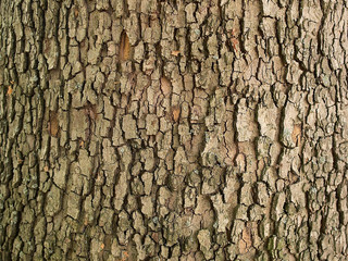 texture wood