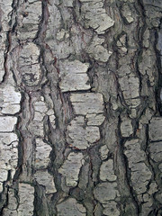 texture wood