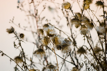 fall thistle