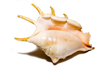 isolated shell on white background