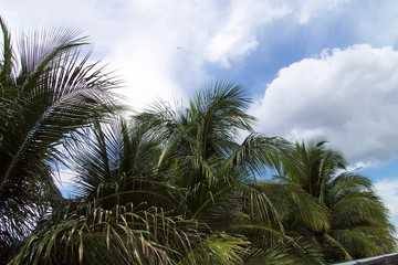 Fototapeta na wymiar palms in the clouds