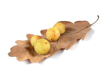 cherry galls
