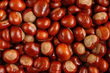 chestnuts