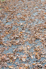 autumn foliage background