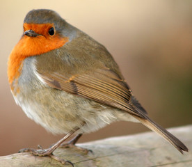 robin