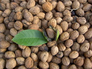 récolte de noix