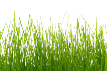 grass