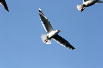 bird seagull