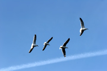 bird seagull