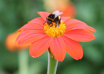 bee on flower