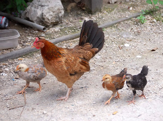 takin' the kids for a walk