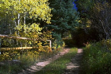 rural road with fall trees