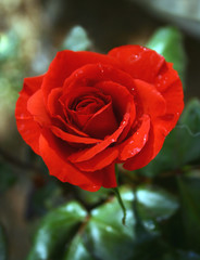 the red valentine's rose of love