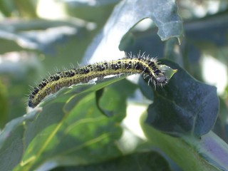 caterpillar on cabbage