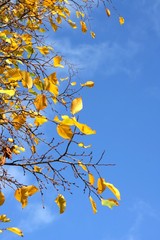 autumn background