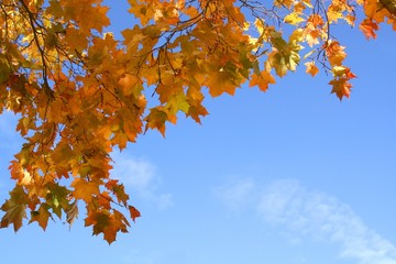 autumn background