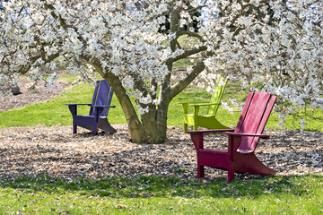 adirondaks and magnolia tree