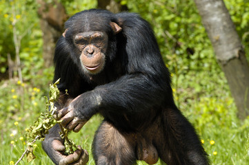 Fototapeta premium chimpanzé