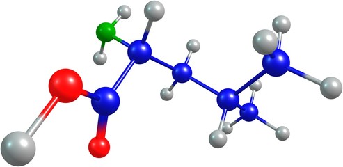 the 3d-rendered colorified molecule of leucine