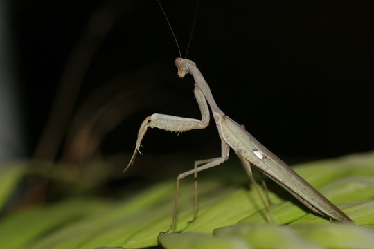 nocturnal male mantis 1