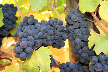 ripe wine grapes in autumn