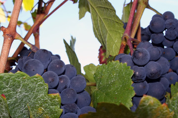 pinot noir grapes