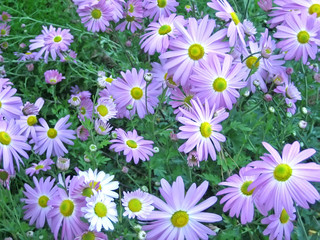 Fototapeta premium lavender asters